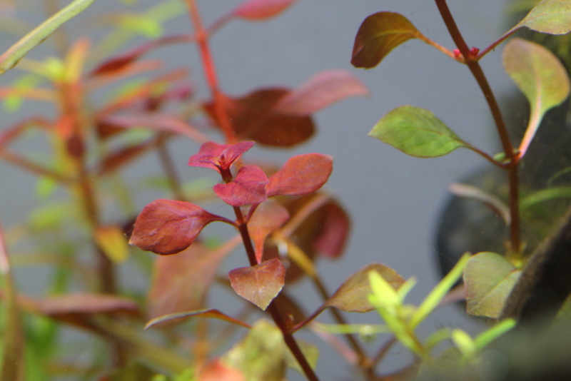 植栽から1日目　ルドウィジアsp．スーパーレッド